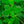Load image into Gallery viewer, Concord Blue Cape Primrose
