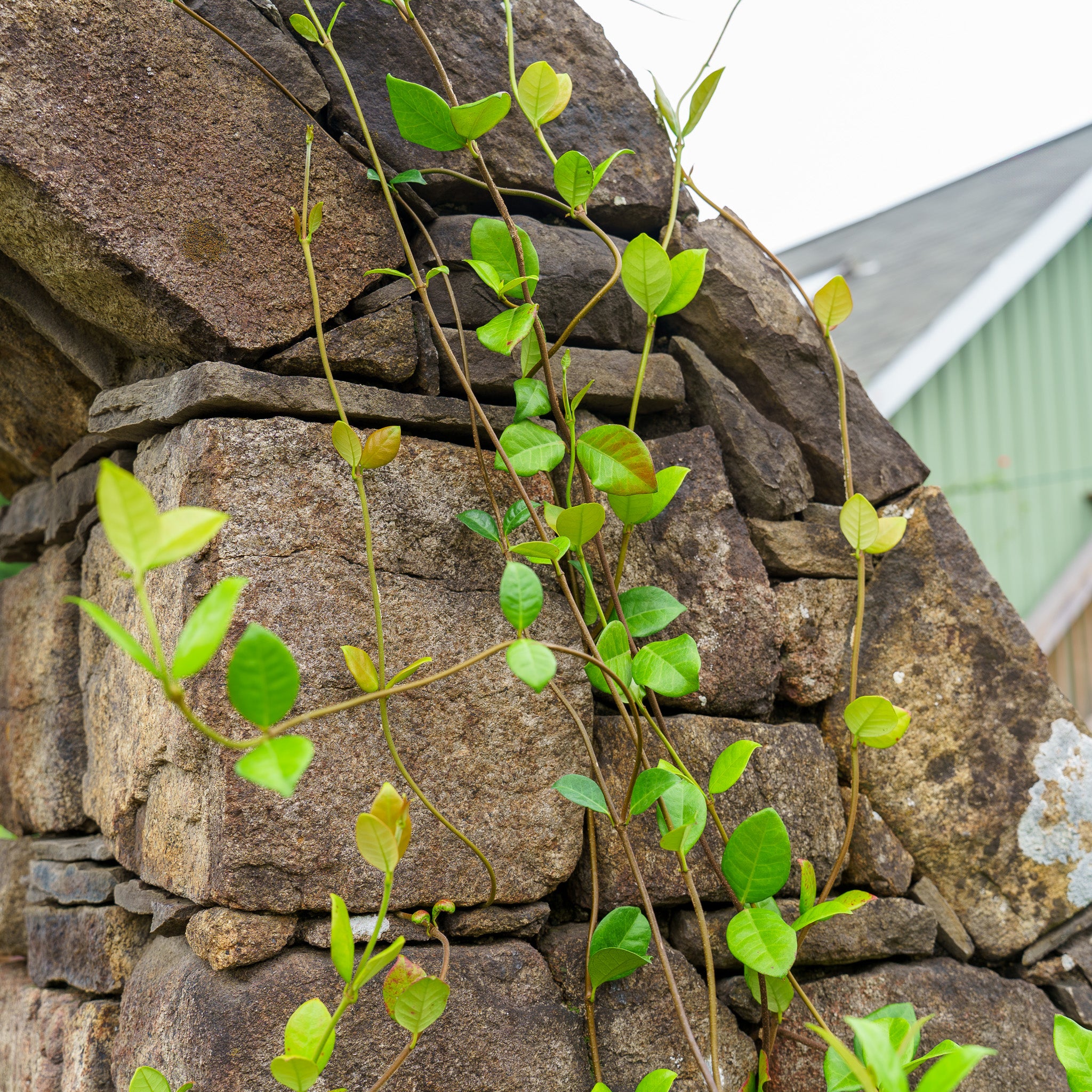 Confederate Jasmine Trellis – Plant Detectives