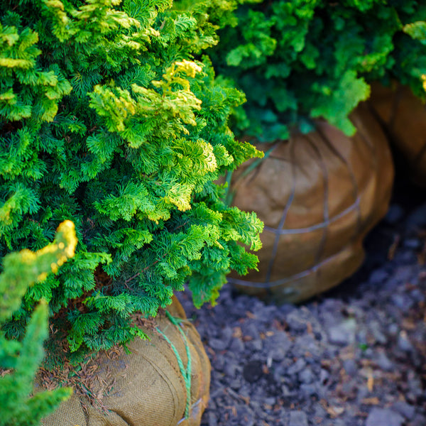 Confucius Hinoki Cypress