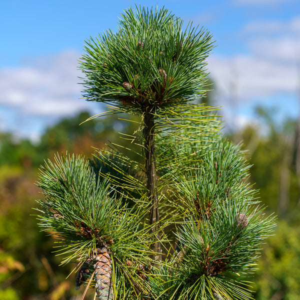 Connecticut Slate Dwarf White Pine