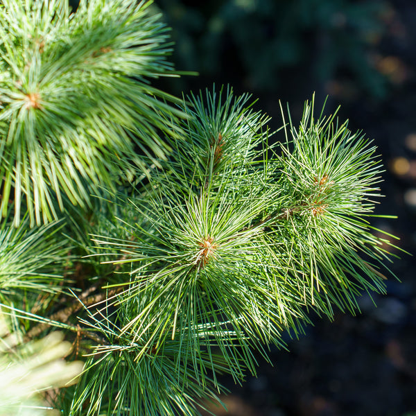 Connecticut Slate Dwarf White Pine