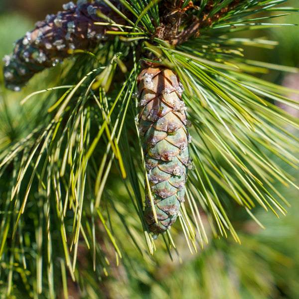 Connecticut Slate Dwarf White Pine