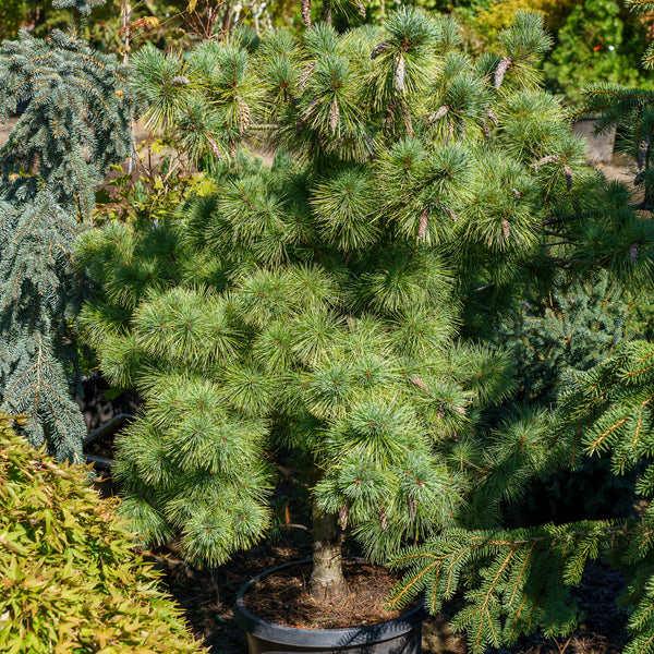 Connecticut Slate Dwarf White Pine