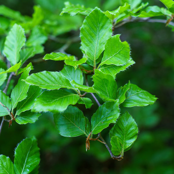 Contorted European Beech - Beech - Shade Trees