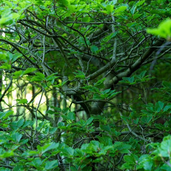 Contorted European Beech - Beech - Shade Trees