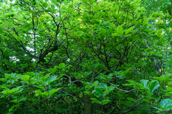 Contorted European Beech - Beech - Shade Trees