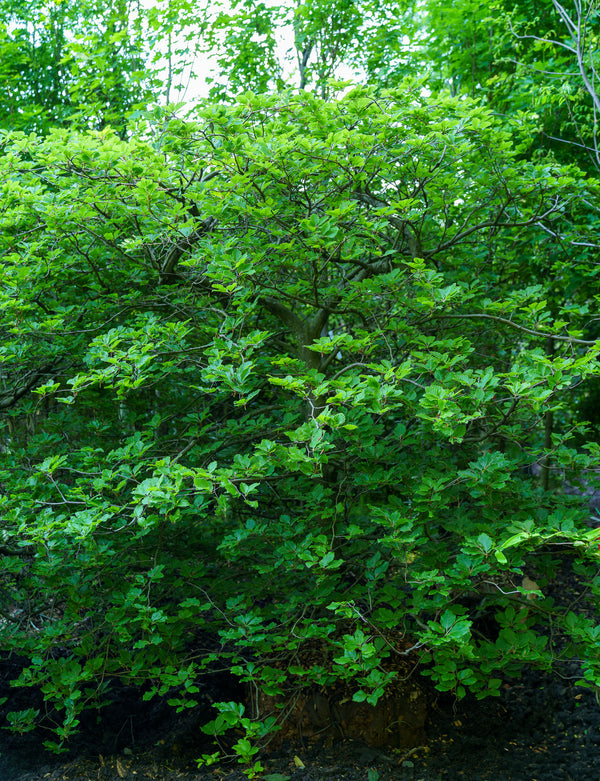 Contorted European Beech - Beech - Shade Trees