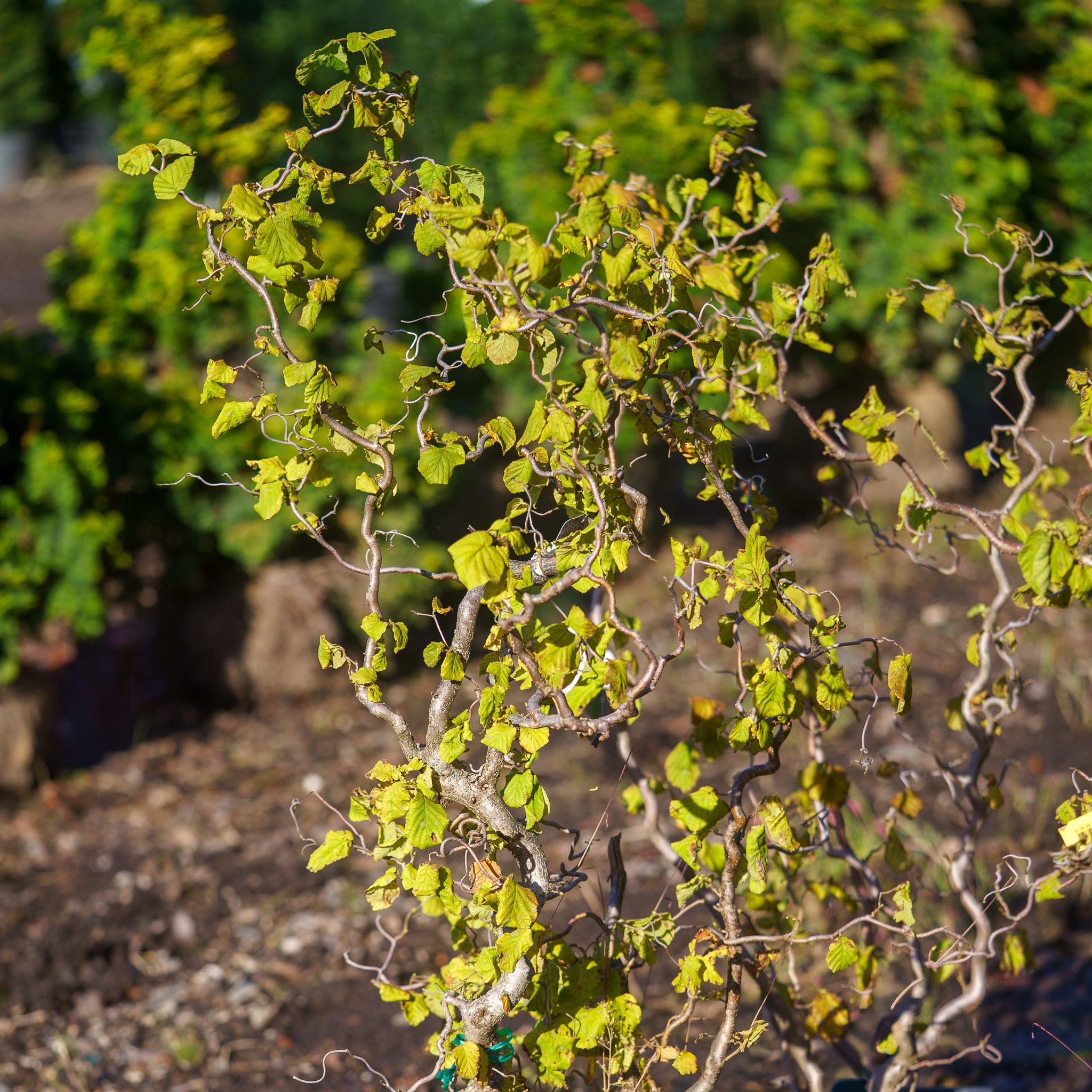 harry lauder's walking stick plant Harry Lauder's Walking Stick – Plant Detectives