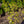 Load image into Gallery viewer, Contorted European Filbert
