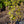 Load image into Gallery viewer, Contorted European Filbert
