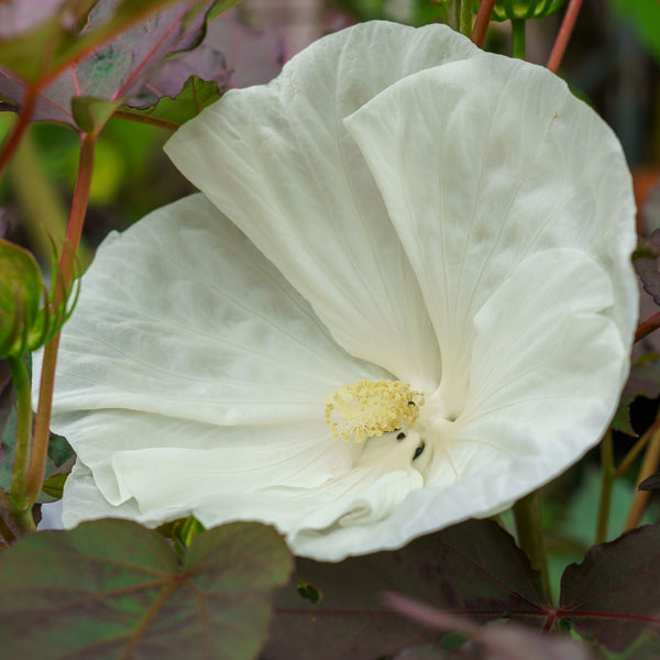 Cookies and Cream Hibiscus