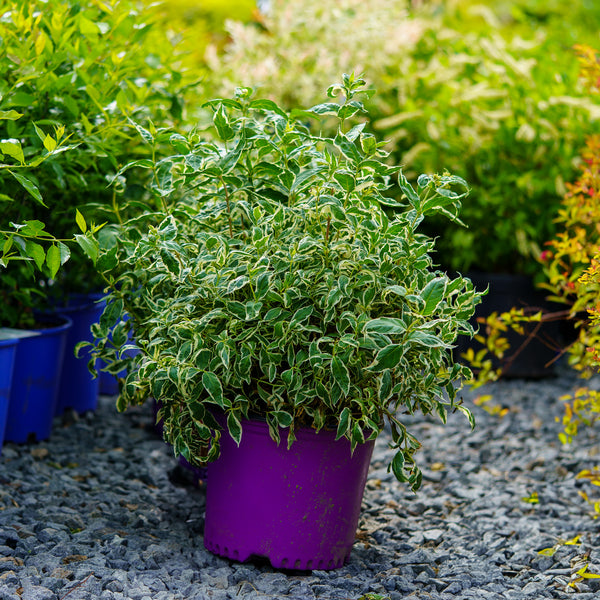 Cool Splash Bush Honeysuckle