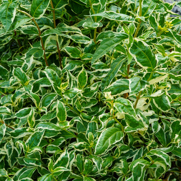 Cool Splash Bush Honeysuckle