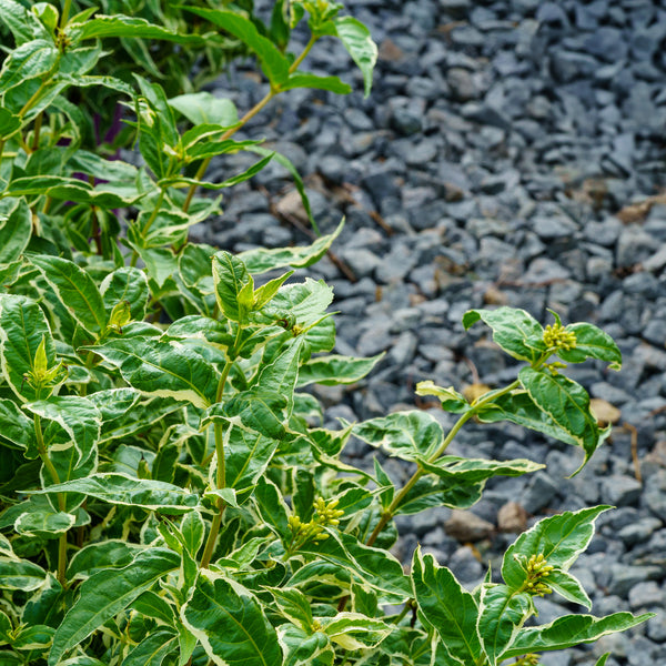 Cool Splash Bush Honeysuckle