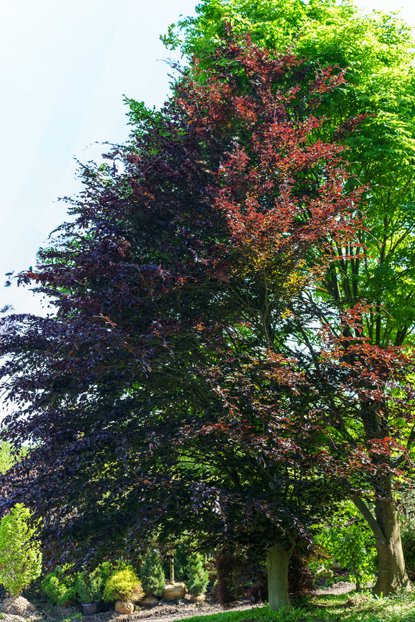 Copper Beech - Beech - Shade Trees