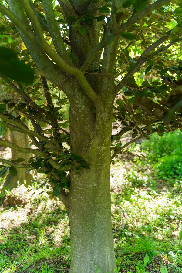 Copper Beech - Beech - Shade Trees