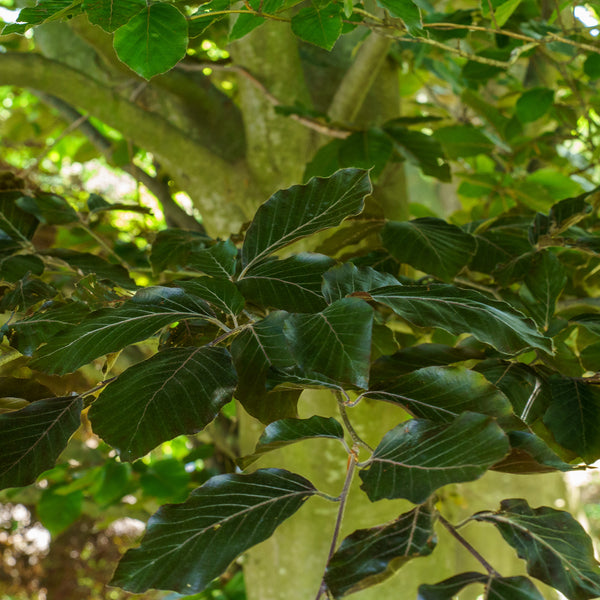 Copper Beech - Beech - Shade Trees