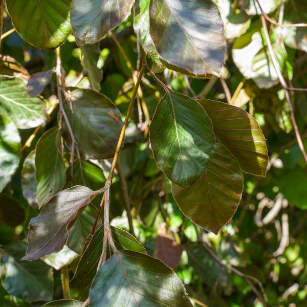 Copper Beech - Beech - Shade Trees