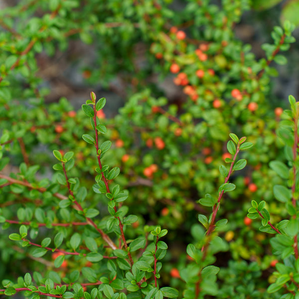 Bearberry Cotoneaster