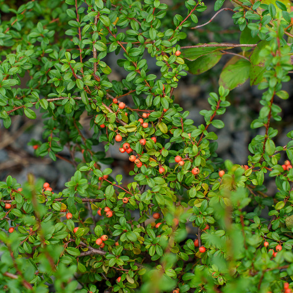 Bearberry Cotoneaster