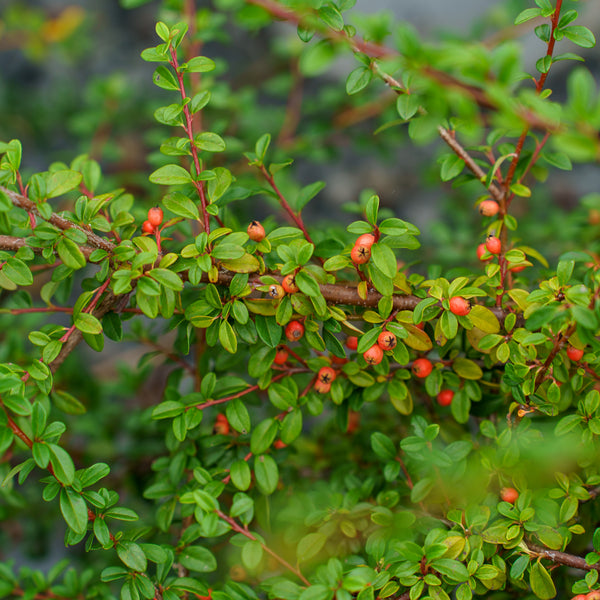 Bearberry Cotoneaster