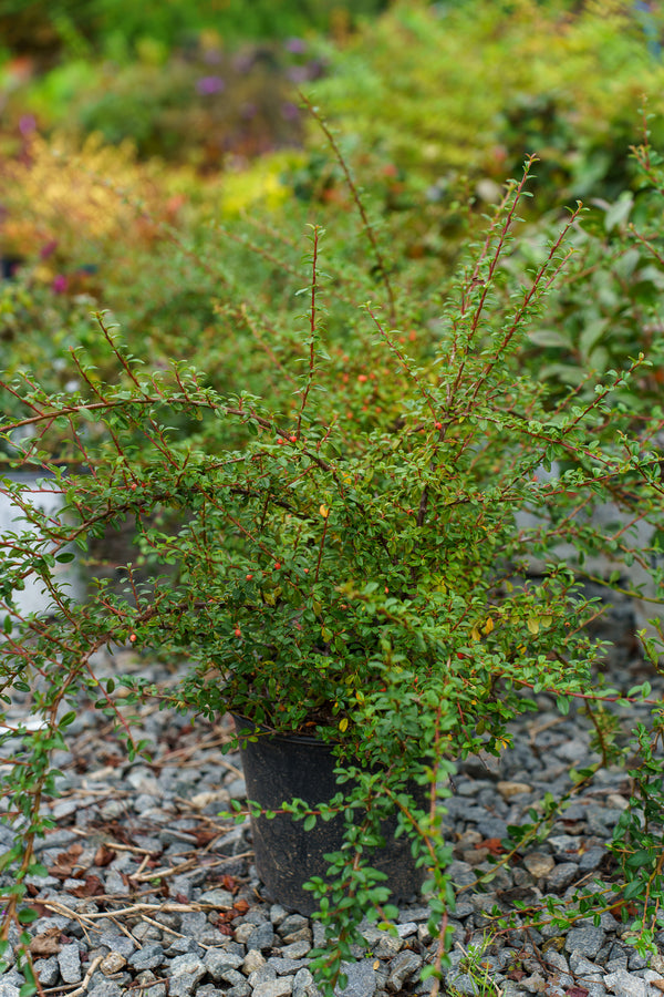 Bearberry Cotoneaster