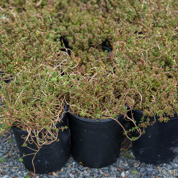 Coral Carpet Stonecrop