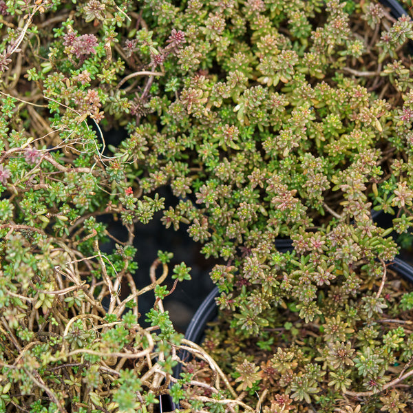 Coral Carpet Stonecrop