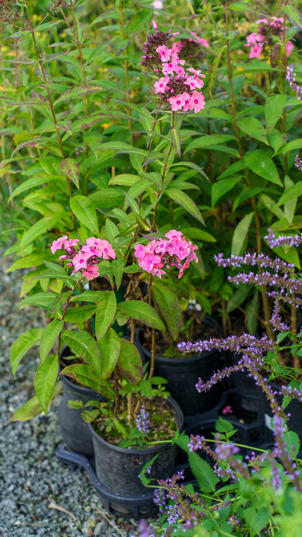 Coral Creme Drop Garden Phlox