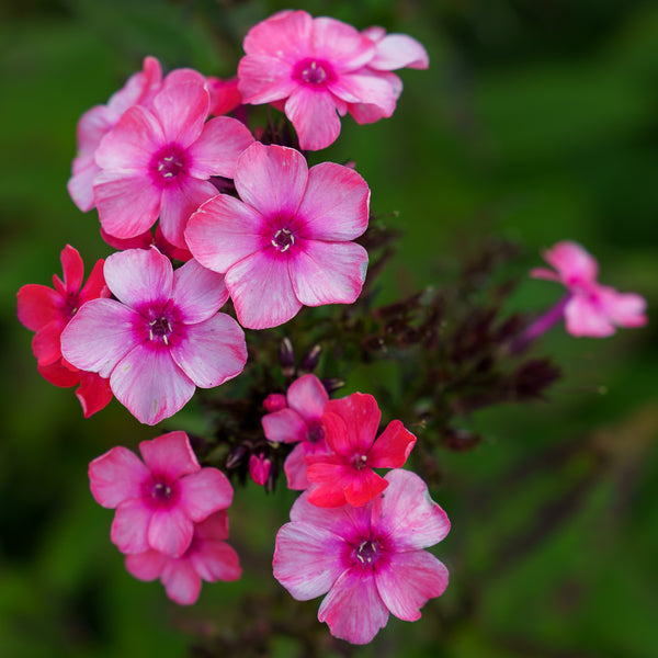 Coral Creme Drop Garden Phlox