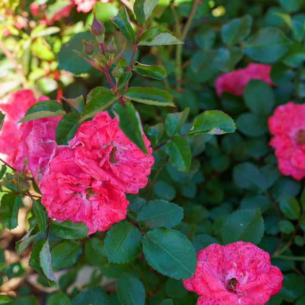 Coral Drift Rose