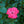 Load image into Gallery viewer, Coral Drift Rose
