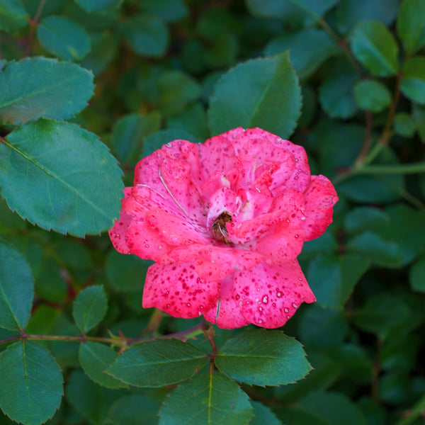 Coral Drift Rose