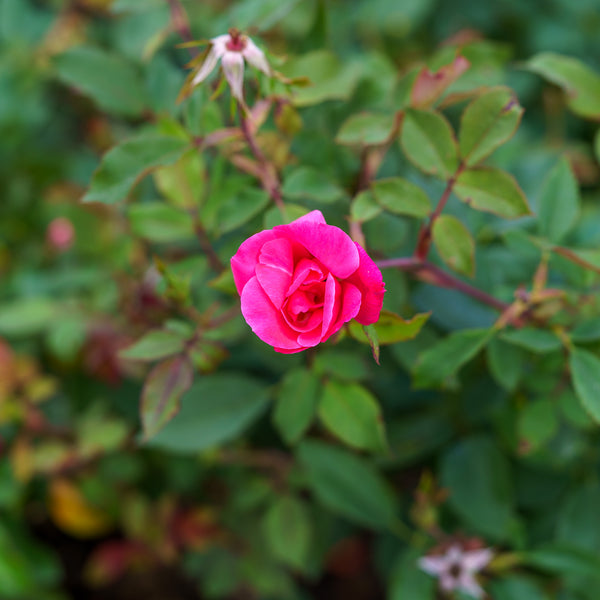 Coral Drift Rose