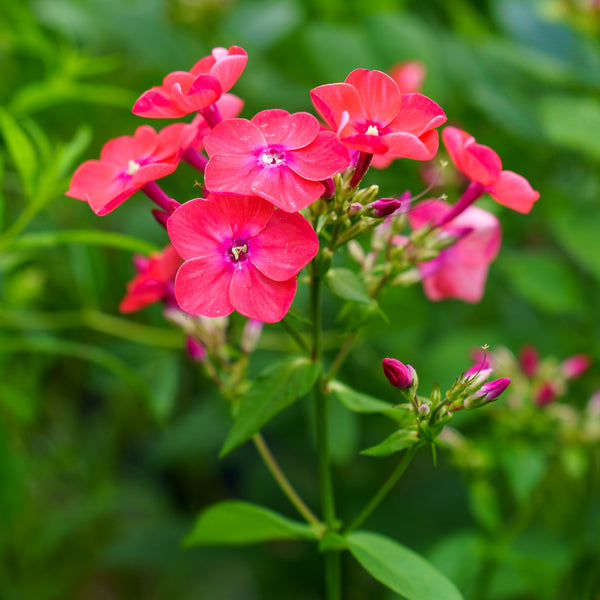 Coral Flame Phlox