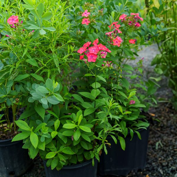 Coral Flame Phlox