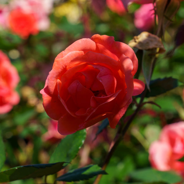 Coral Knock Out Rose