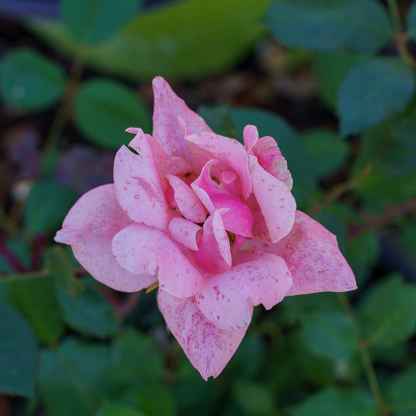 Coral Knock Out Rose