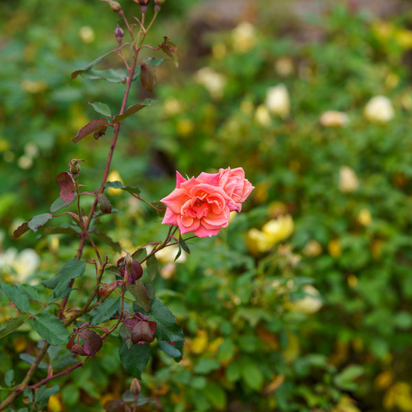 Coral Knock Out Rose