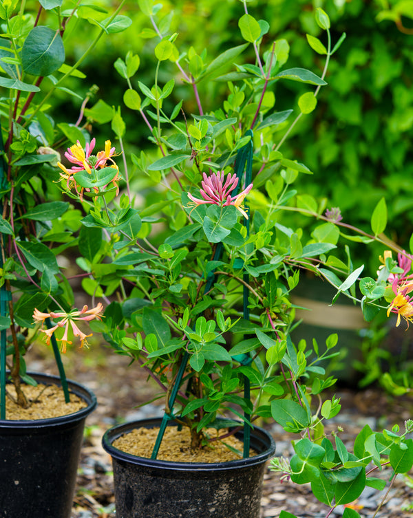 Coral Star Honeysuckle