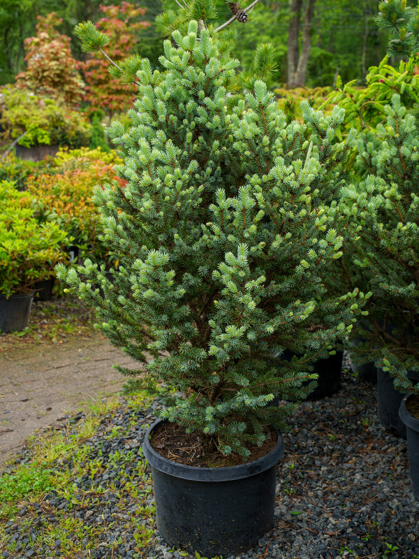 Corbet Colorado Spruce