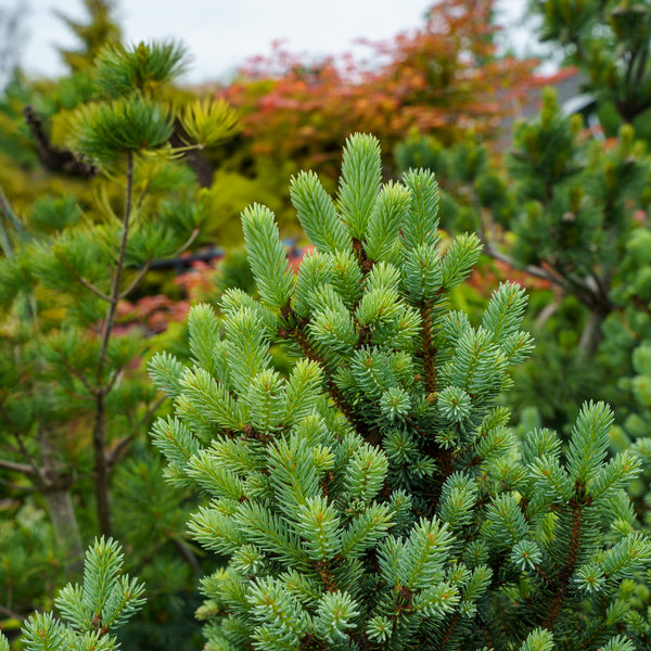 Corbet Colorado Spruce