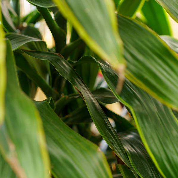 Cornstalk Dracaena