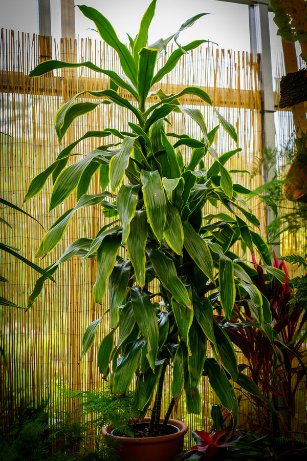 Cornstalk Dracaena