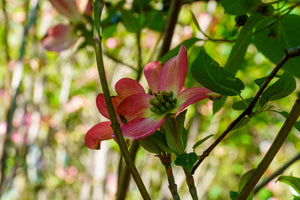 Flowering Dogwood