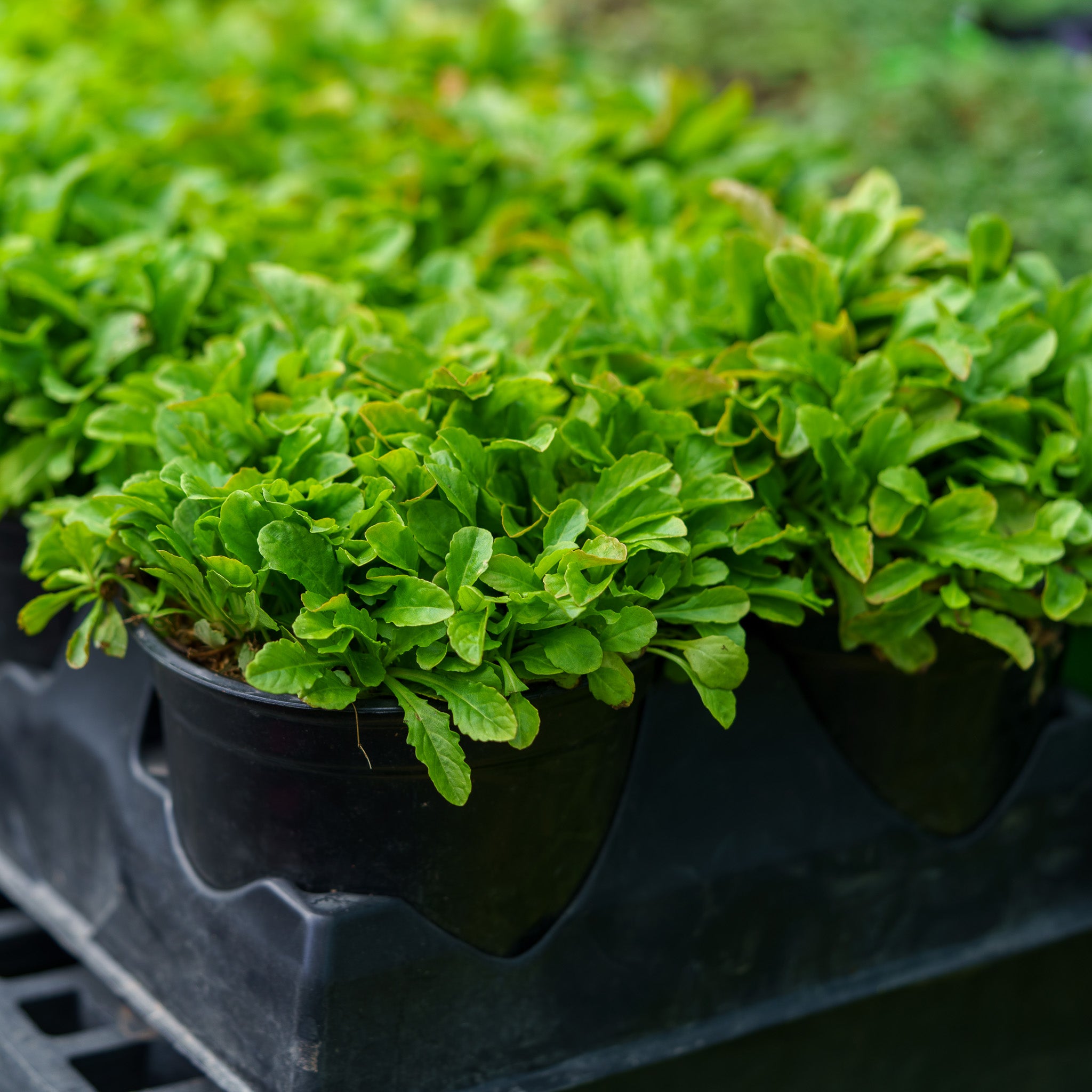 Creeping Mazus – Plant Detectives