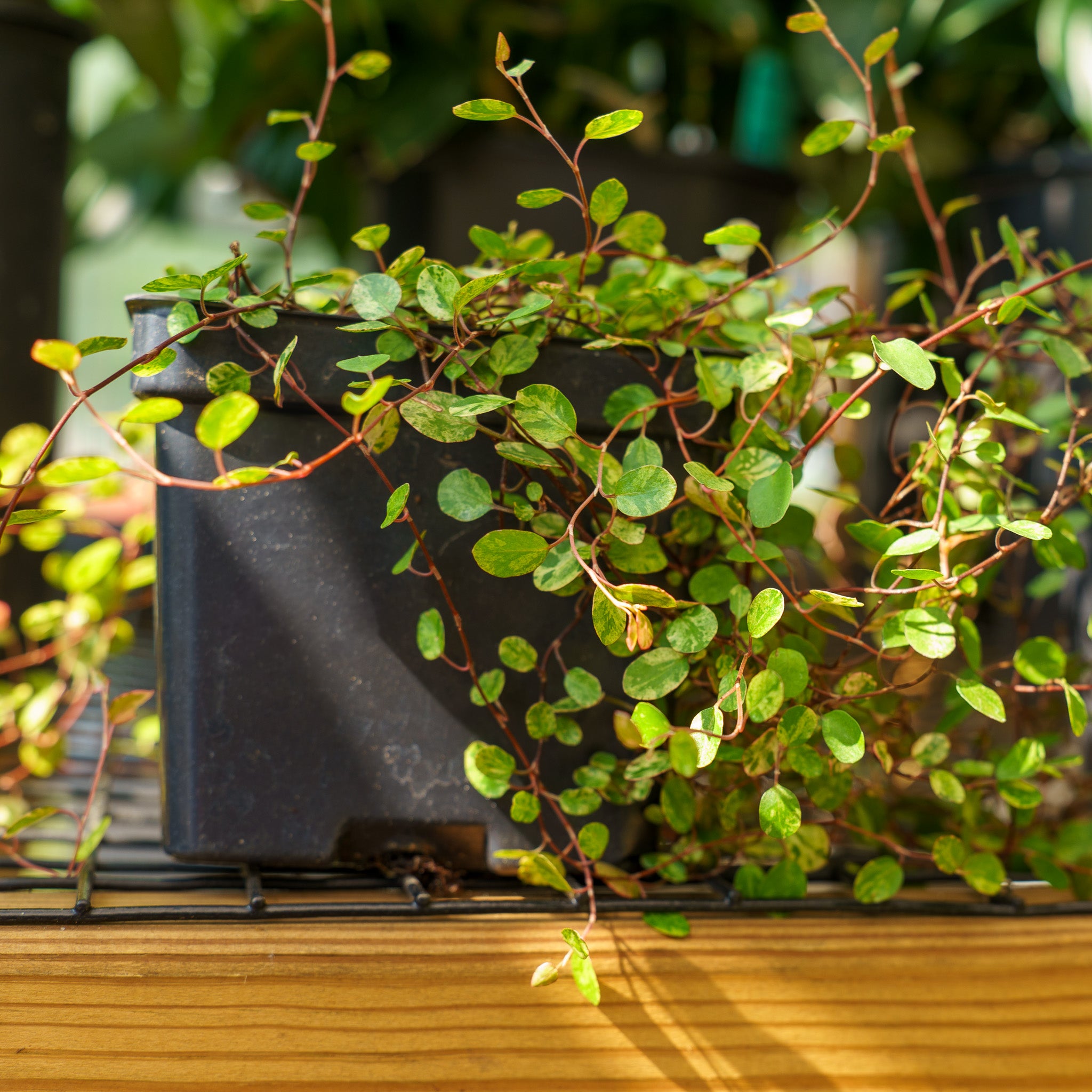 wire vine indoor plant Wire Vine – Plant Detectives