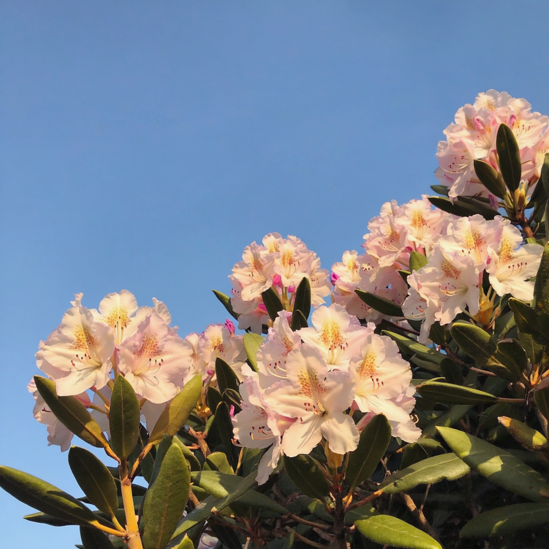 Crete Rhododendron – Plant Detectives