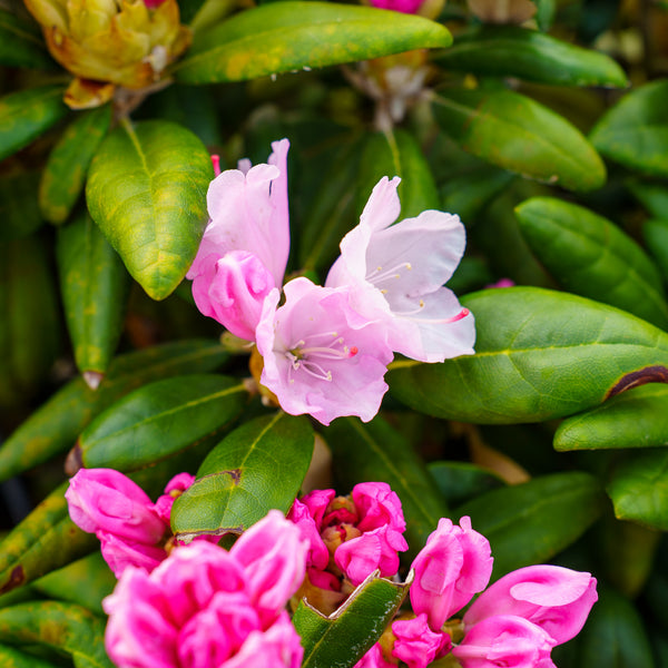 Crete Rhododendron