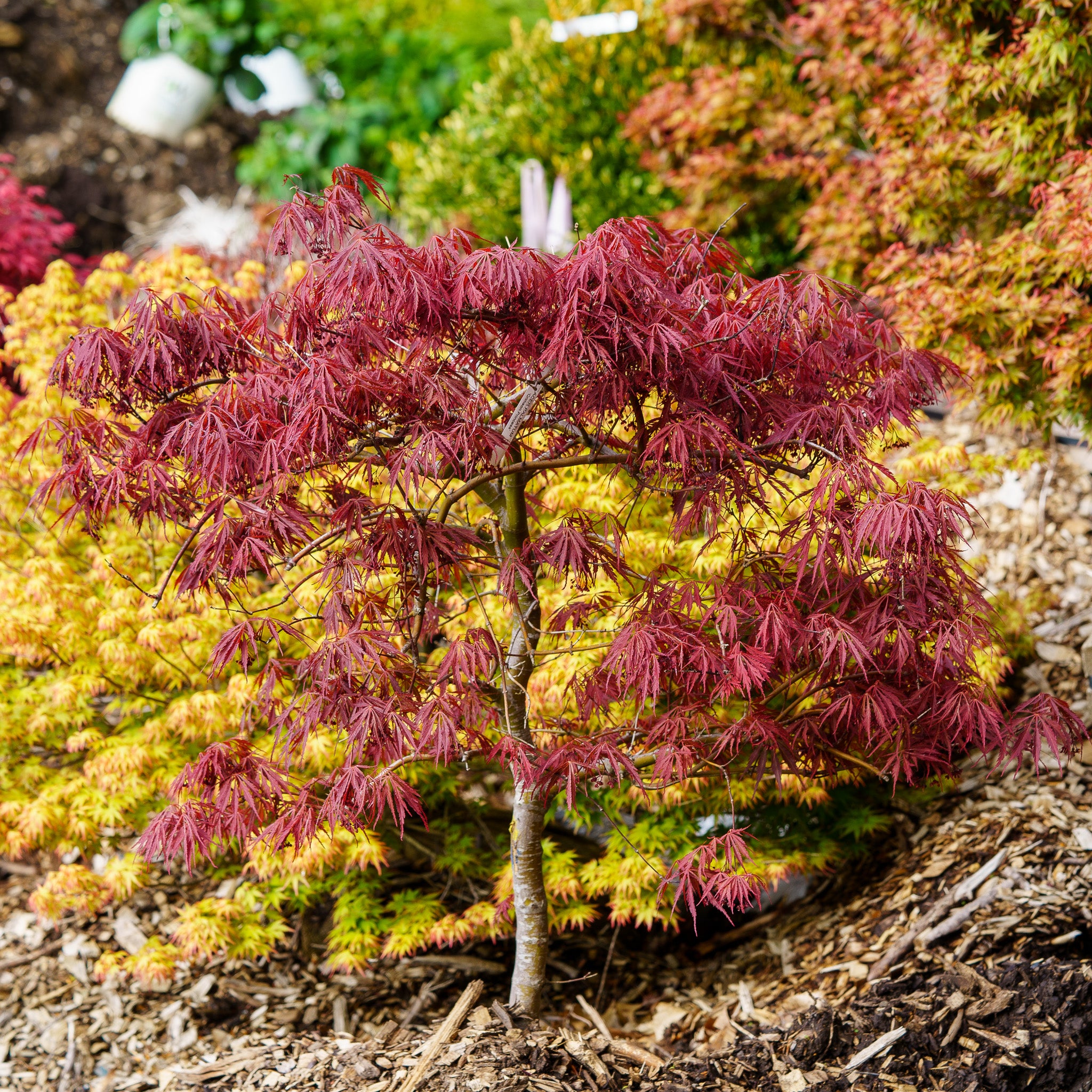 Crimson Princess Laceleaf Japanese Maple – Plant Detectives